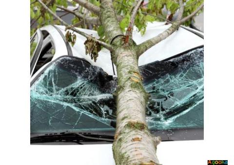 Услуги юриста при падении дерева на автомобиль